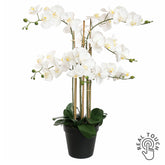 Élethű fehér színű Real Touch mű orchidea fekete cserépben, 90 cm magas, több virágszárral és gazdag virágzattal.